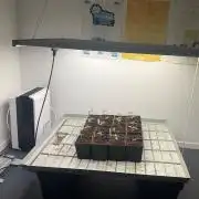 Kannabia Seed Company
