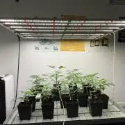 Green House Seed Co.