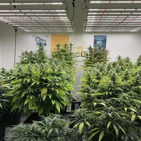 Green House Seed Co.