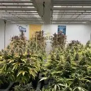Green House Seed Co.
