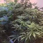 California Indica
