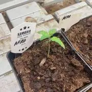 Afrodite