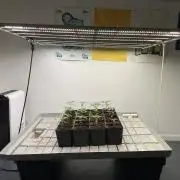Kannabia Seed Company