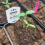 Kannabia GSC