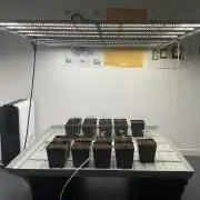 Green House Seed Co.