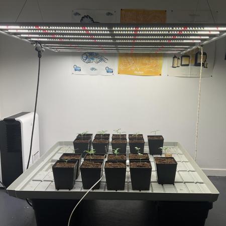 Green House Seed Co.