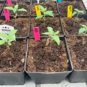 Apple & Banana