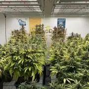 Green House Seed Co.