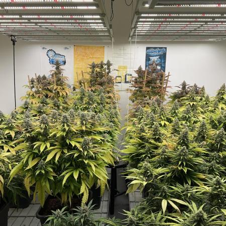 Green House Seed Co.