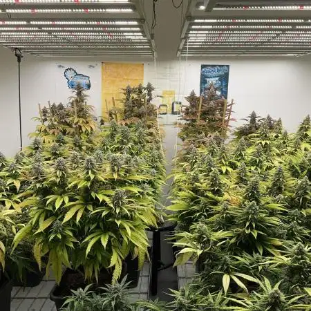 Green House Seed Co.