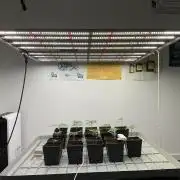 Green House Seed Co.