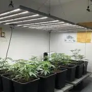 Green House Seed Co.