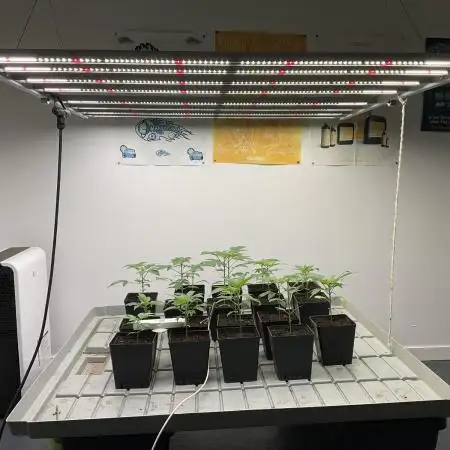 Green House Seed Co.