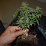 Purple Punch Auto :)