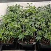 9x Clone Only in 3x3 Powered by BIOTABS