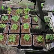 Annabelle's Garden Grow - by Biotabs!