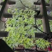 Annabelle's Garden Grow - by Biotabs!