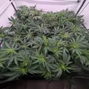 9x Clone Only in 3x3 Powered by BIOTABS