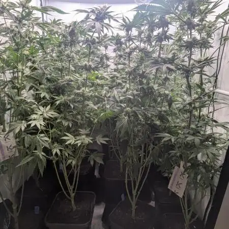 Annabelle's Garden - LETS GROW!