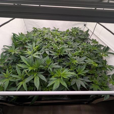 9x Clone Only in 3x3 Powered by BIOTABS