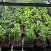 Annabelles Garden - Biotabs - Selection