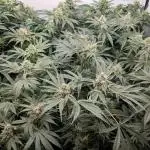 Annabelle's Garden - LETS GROW!