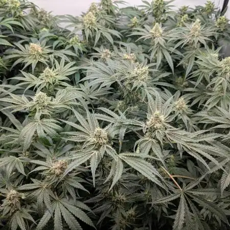 Annabelle's Garden - LETS GROW!