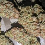 Blue Zushi, Orange Bud 2.0 (DP) - GRC X BBC F2, Savage Hulk F3 and Runtz (Clone Only)