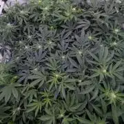 9x Clone Only in 3x3 Powered by BIOTABS