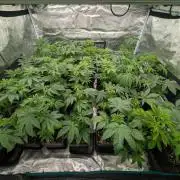 Annabelles Garden - Biotabs - Selection