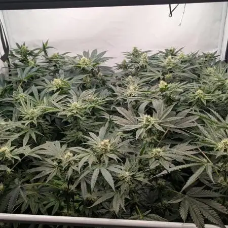 Annabelle's Garden - LETS GROW!