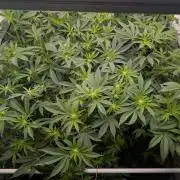 9x Clone Only in 3x3 Powered by BIOTABS