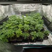 Annabelles Garden - Biotabs - Selection
