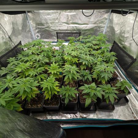 Annabelles Garden - Biotabs - Selection