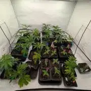 9x Clone Only in 3x3 Powered by BIOTABS