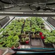 Annabelles Garden - Biotabs - Selection