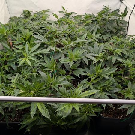 9x Clone Only in 3x3 Powered by BIOTABS