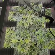 Annabelle's Garden Grow - by Biotabs!