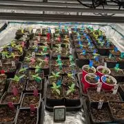 Annabelles Garden - Biotabs - Selection
