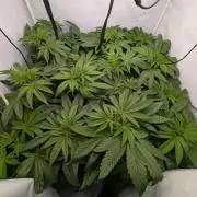 Annabelle's Garden - Lets grow some Haze