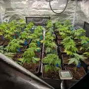Annabelles Garden - Biotabs - Selection