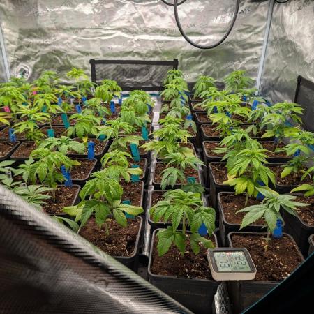 Annabelles Garden - Biotabs - Selection