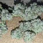 Annabelle's Garden - LETS GROW!