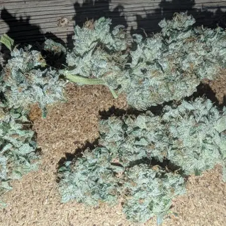 Annabelle's Garden - LETS GROW!