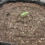 Khalifa Genetics - Limon Blanco V3