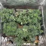 Grow of Summer 25