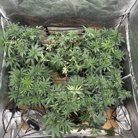 Grow of Summer 25