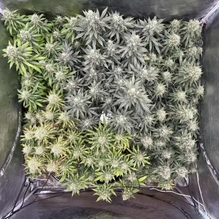 Grow of Summer 25