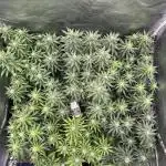 Grow of Summer 25