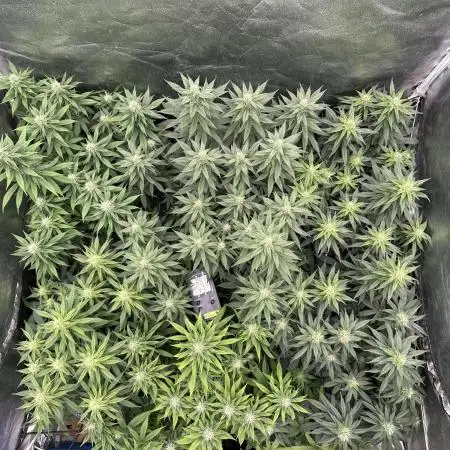 Grow of Summer 25